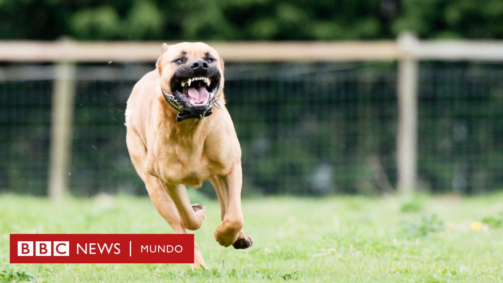 Los perros mas peligrosos del mundo