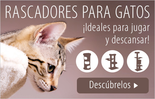 Medicamentos para gatos resfriados