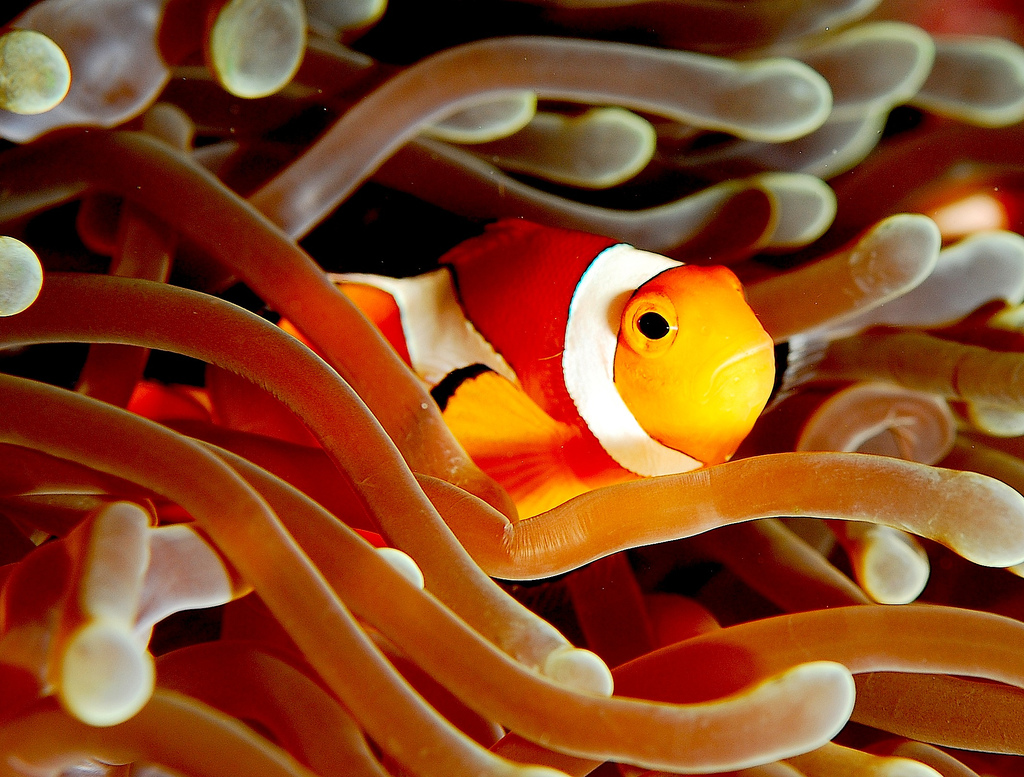 Mejores peces para acuario