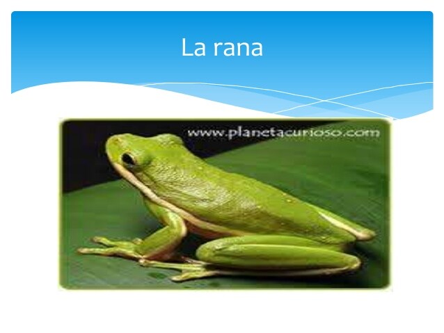 Metamorfosis de las ranas