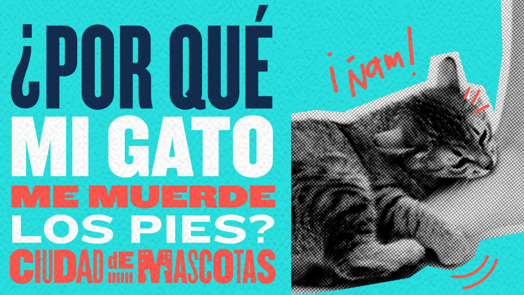 Mi gato me muerde