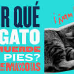 Mi gato me muerde