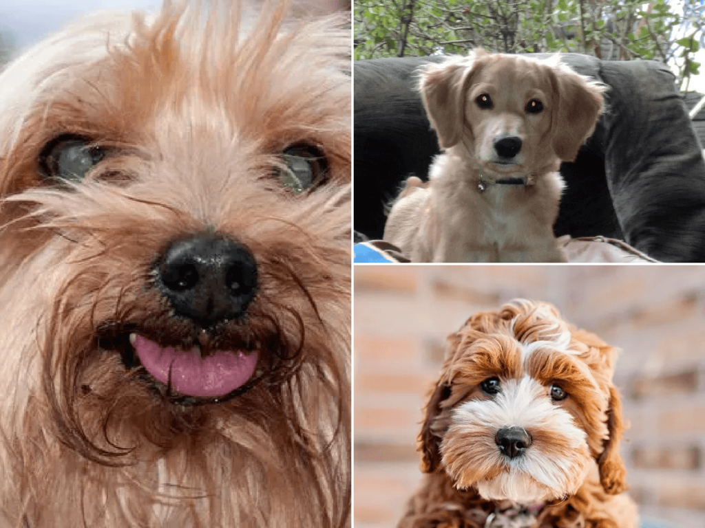 Nombres para perritas en ingles