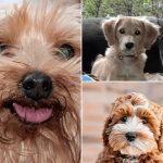 Nombres para perritas en ingles
