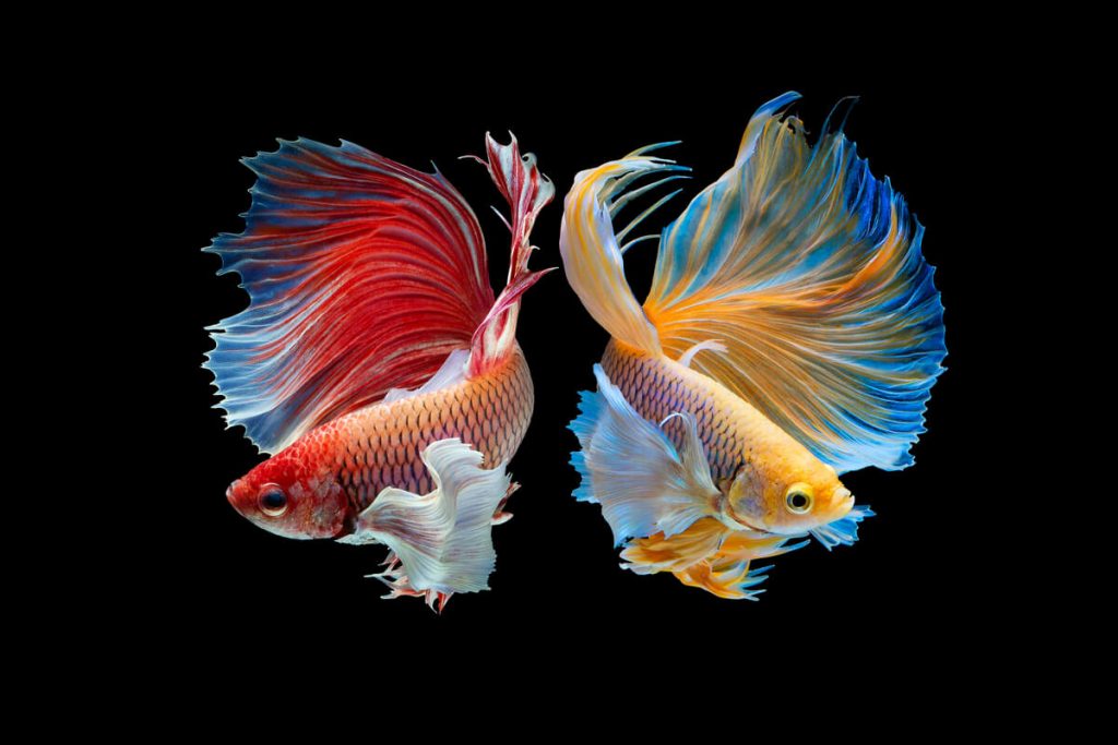 Peces compatibles con betta