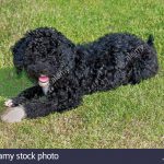 Perro de agua negro