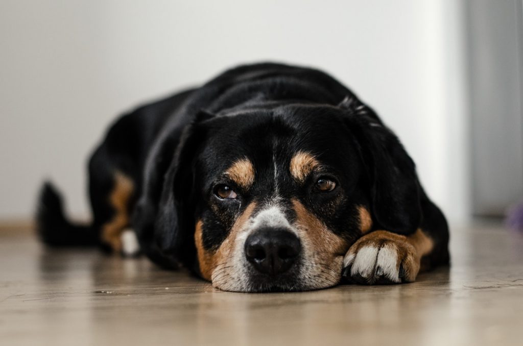 Perro sentado de espaldas