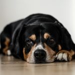 Perro sentado de espaldas