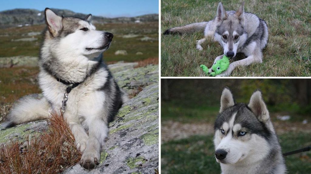 Perros que parecen lobos