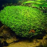 Plantas de agua dulce