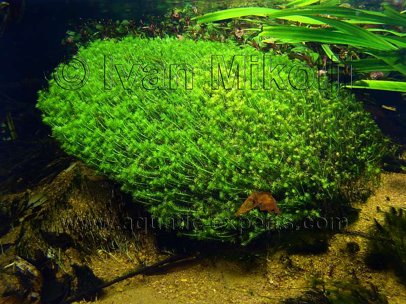 Plantas de agua dulce