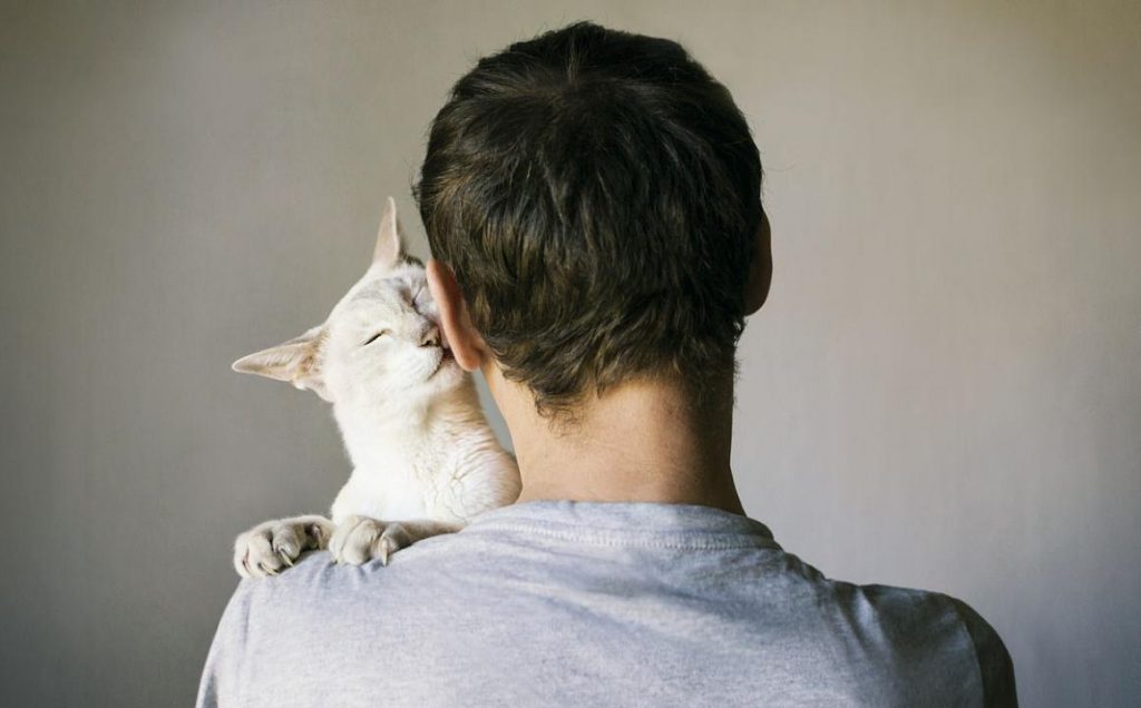 Porque llega un gato a tu vida