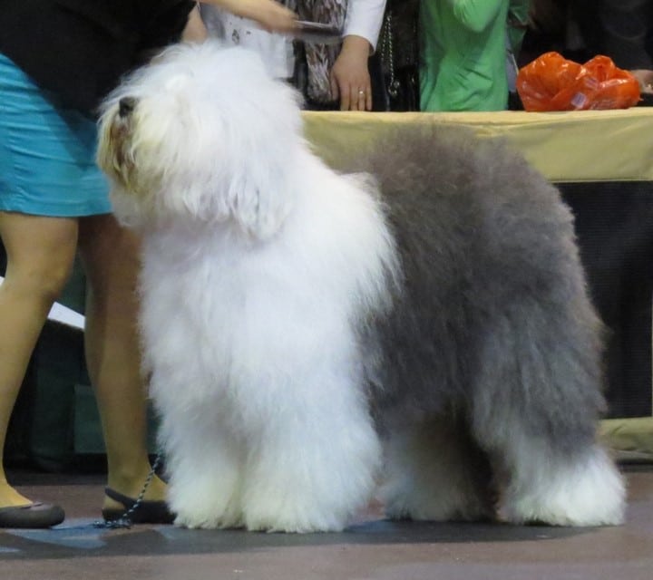 Raza de perro de pelo denso y rizado