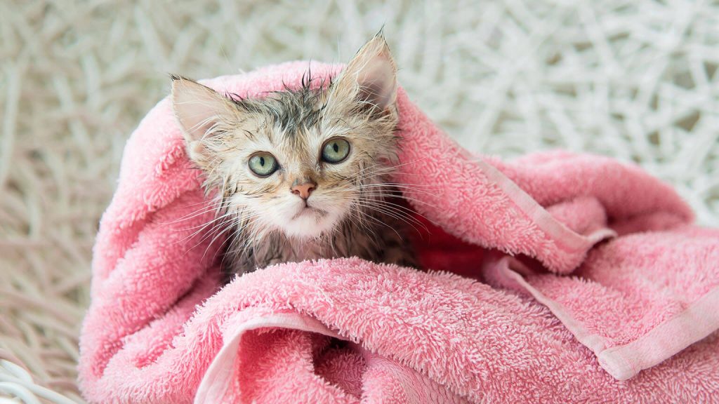 Se puede bañar a un gato
