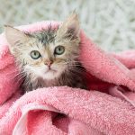 Se puede bañar a un gato