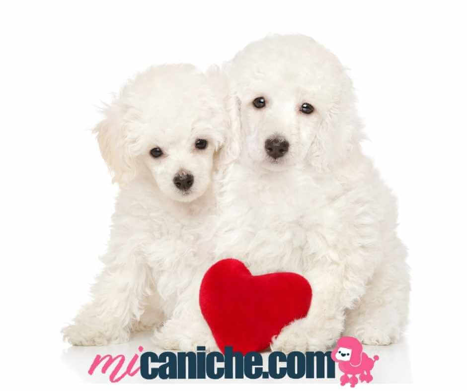Soplo en el corazon perros