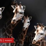 Animales que empiezan por e