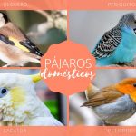 Aves pequeñas y sus nombres