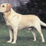 Caracteristicas del perro labrador