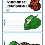 Ciclo vital de la mariposa