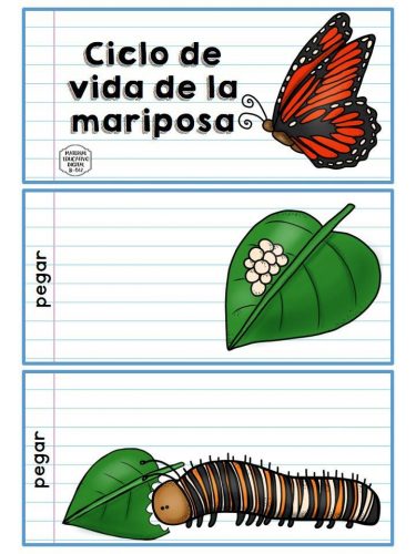 Ciclo vital de la mariposa