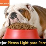 Comida casera para perros cachorros