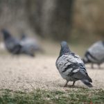 Como ahuyentar las palomas de mis ventanas