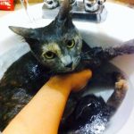 Como bañar a un gato