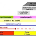 Cuanto dura el celo de las perras