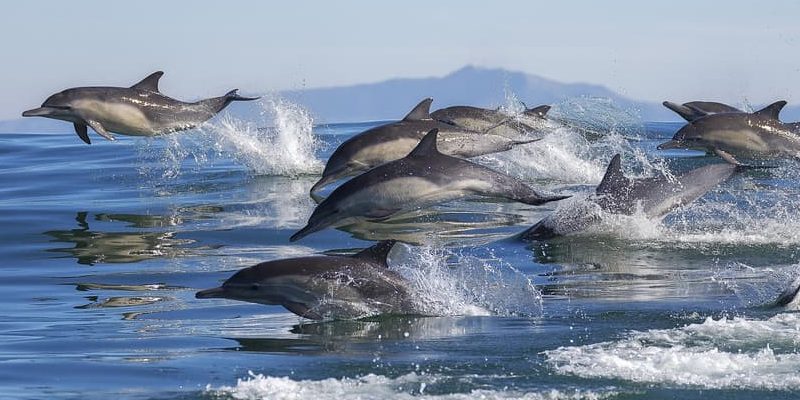 Donde viven los delfines