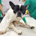 Hernia discal en perros recuperacion