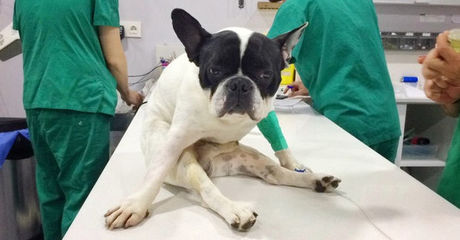 Hernia discal en perros recuperacion