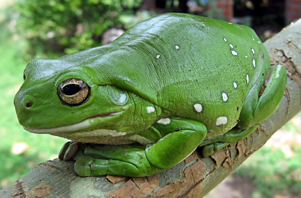 Nombres de anfibios en ingles