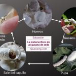 Proceso del gusano de seda