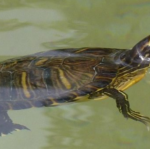 Que comen las tortugas de agua