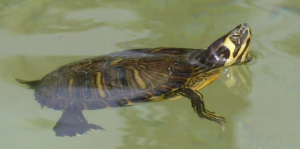 Que comen las tortugas de agua