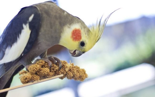 Que comen los loros