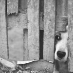 Que hacer con un perro abandonado