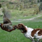 Raza de perros de caza