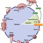 Reproducción de las medusas