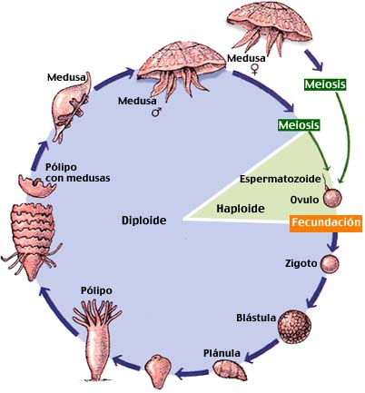 Reproducción de las medusas