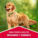 A que edad cambian los dientes los perros