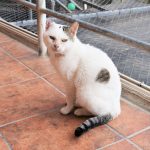 Carcinoma de celulas escamosas en gatos