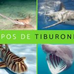 Cuantas especies de tiburones existen