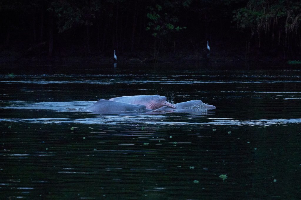 Delfin de agua dulce