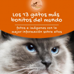 Informacion de los gatos