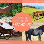 Nombres de caballos españoles