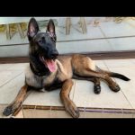 Pastor belga malinois cachorro