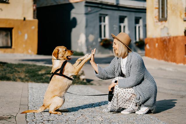 5 trucos para educar a tu perro fácilmente